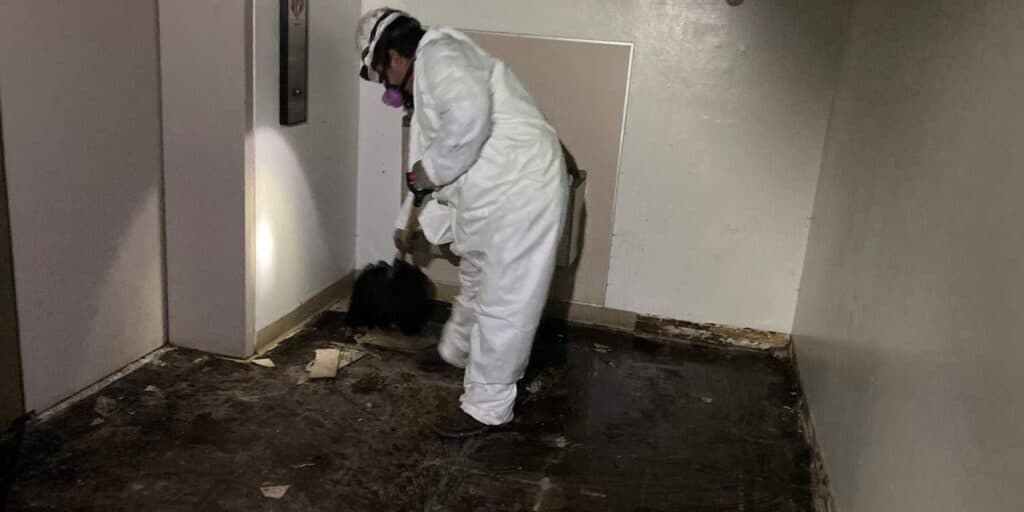 Mold Remediation and Removal Services